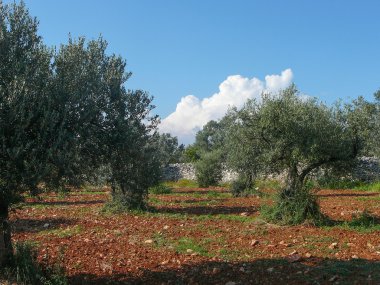 zeytin ağacı