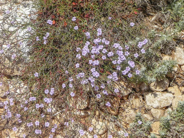 Άποψη της Punta Prima — Φωτογραφία Αρχείου