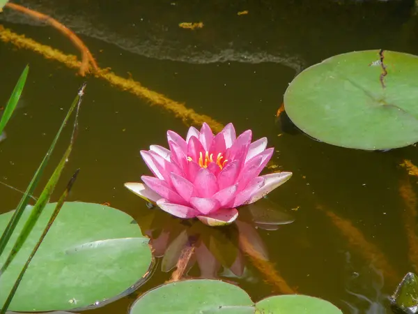 スイレンの花 — ストック写真