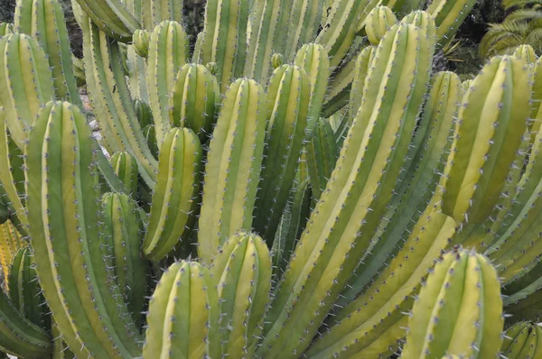 Cactus plant — Stock Photo, Image