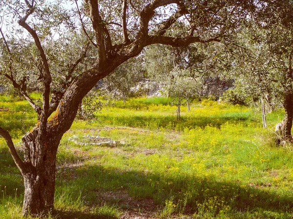 Ретро вигляд Оливкове дерево — стокове фото