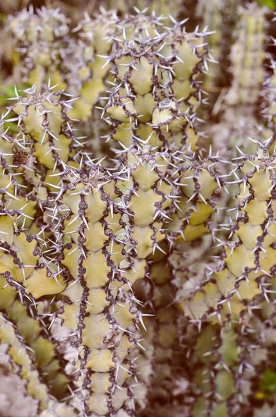 Wygląd retro roślina kaktusa — Zdjęcie stockowe