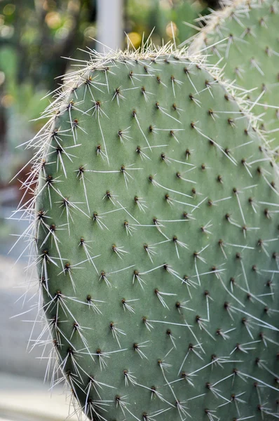 Cactus plant — Stock Photo, Image