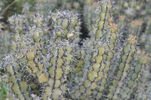 Cactus plant — Stock Photo, Image