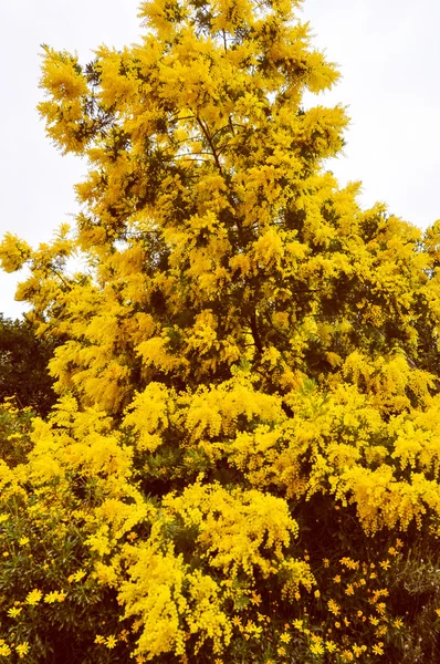 Aspecto retro Mimose flor — Foto de Stock
