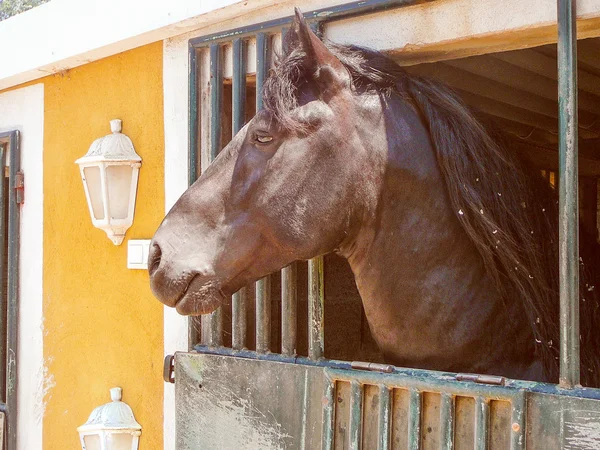 Ретро смотреть лошадиное животное — стоковое фото