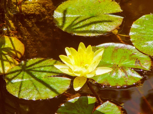 Retro olhar flor de lírio aquático — Fotografia de Stock