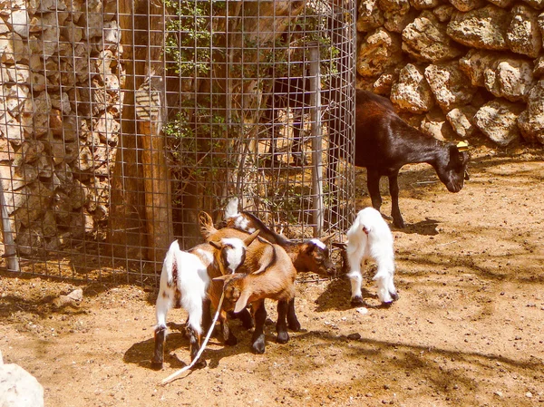 Aspetto retrò Capra domestica — Foto Stock