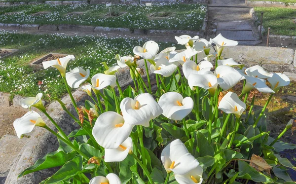 Flor de Calla — Fotografia de Stock