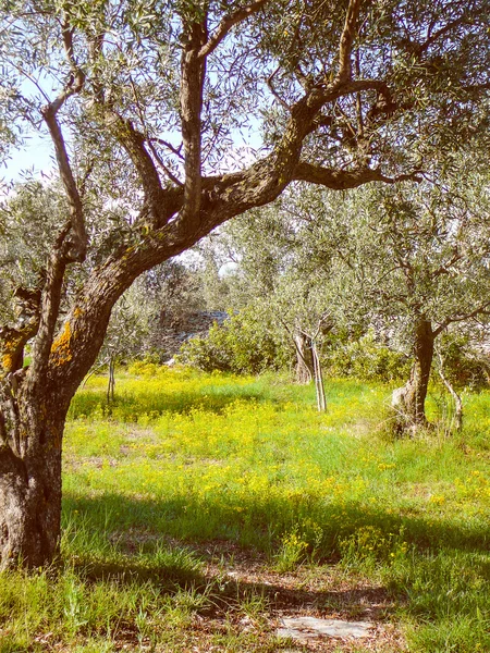 Retro look Olive tree — Stock Photo, Image