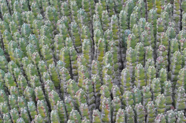 仙人掌植物 — 图库照片