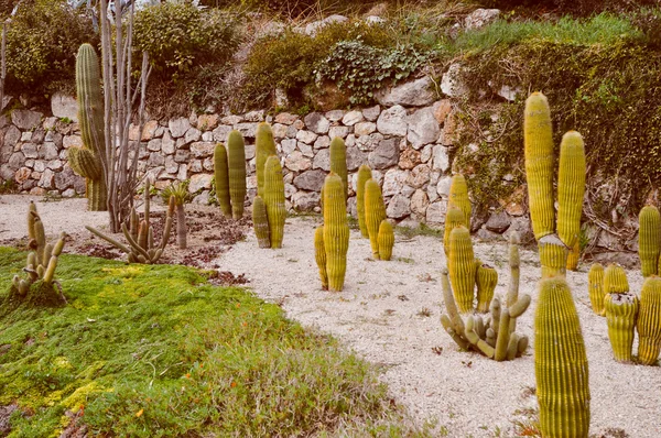 Retro look Cactus plant — Stock Photo, Image