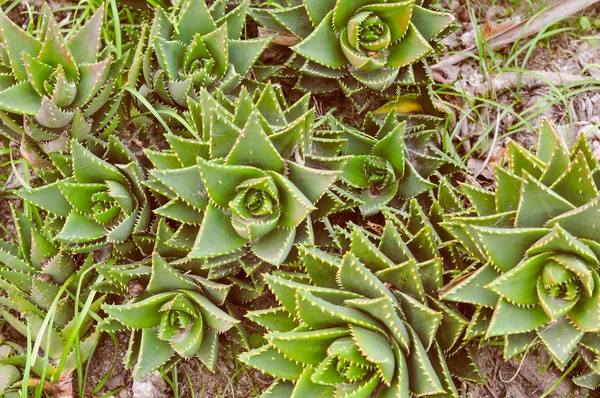 Retro look Aloe vera — Stockfoto