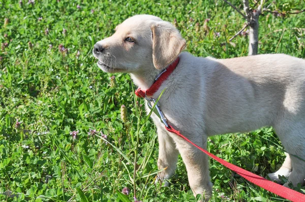 Perro labrador — Foto de Stock