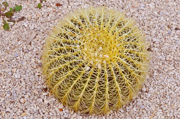 Retro look Cactus plant — Stock Photo, Image