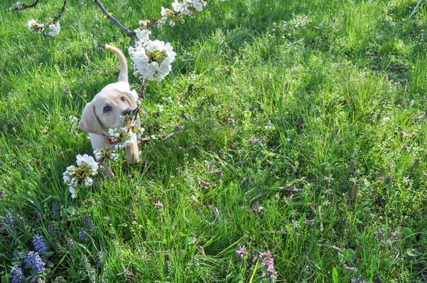 Perro labrador — Foto de Stock