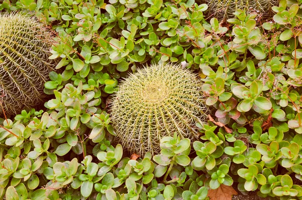 Retro look Cactus plant — Stock Photo, Image