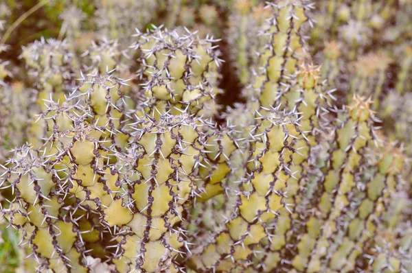 Retro-look kaktus växter — Stockfoto