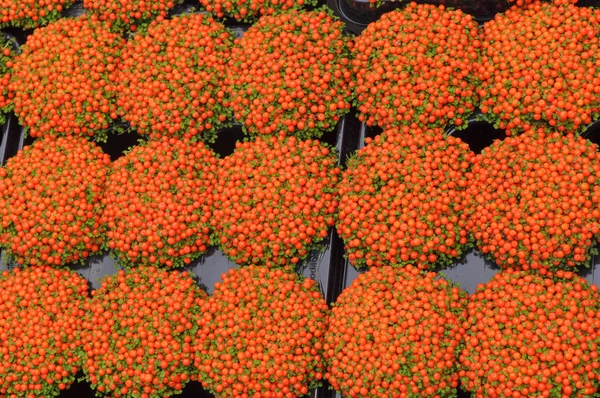 Flor de laranja nertera granadensis — Fotografia de Stock