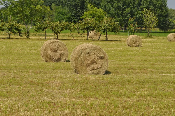 Hay bale — Stock Photo, Image