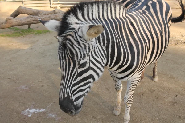 Zebra mammal — Stock Photo, Image