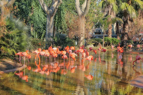 Ibis pájaro — Foto de Stock