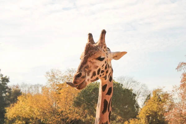Mamífero girafa — Fotografia de Stock