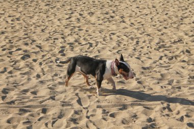 boğa korkunç köpek