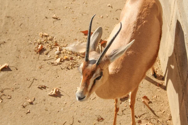 Gazelle mammal — Stock Photo, Image