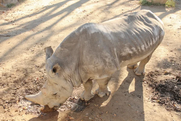 Neushoorn zoogdier — Stockfoto