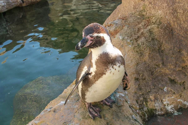 Penguin bird — Stock Photo, Image