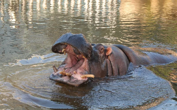 Mammifère Hippopotame — Photo