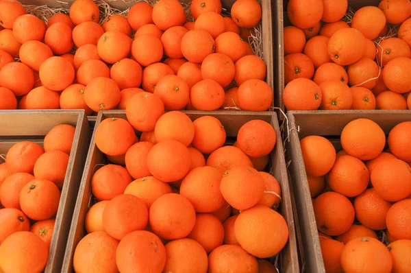 Oranžové plody obrázek — Stock fotografie