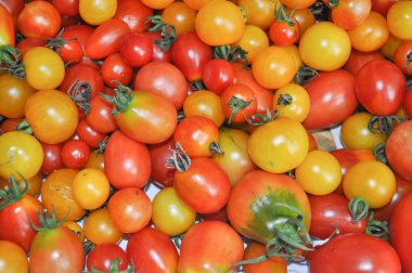 Kiraz domates sebze