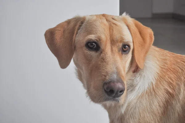 Labrador dog image — Stock Photo, Image