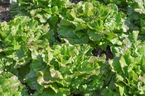 Lettuce vegetables image — Stock Photo, Image