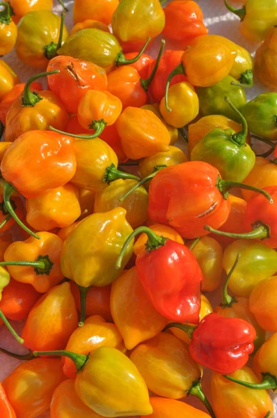 Röd paprika grönsaker — Stockfoto