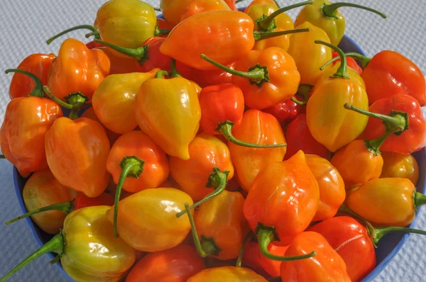Червоний перець овочі — стокове фото