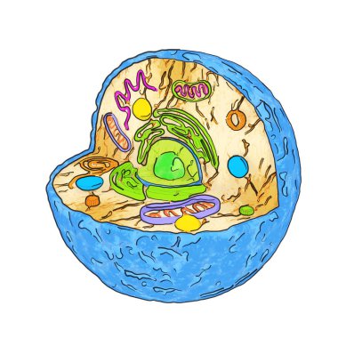 Beyaz arka planda insan hücresinin karikatür çizim tarzındaki iç diyagramı. 3d Hazırlama