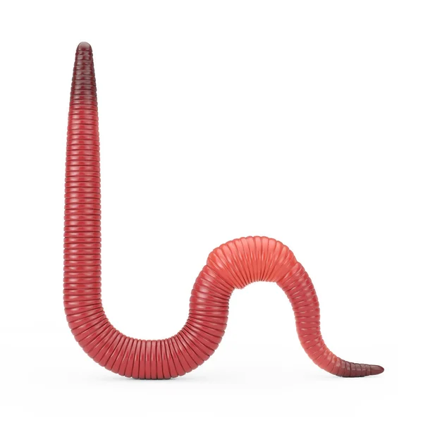 Red Dendrobena Rain Earth Worm Sfondo Bianco Rendering — Foto Stock