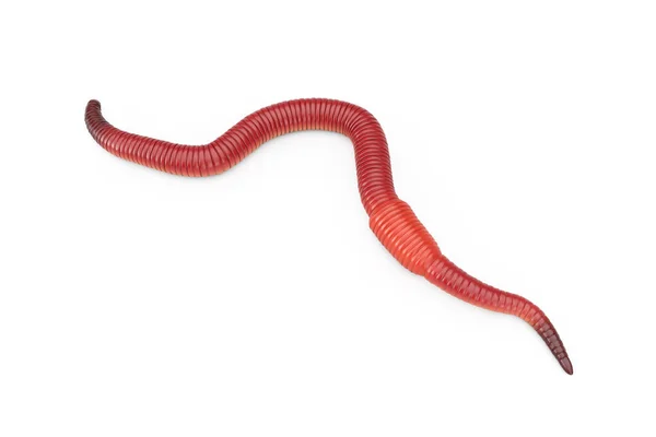 Red Dendrobena Rain Earth Worm Sfondo Bianco Rendering — Foto Stock