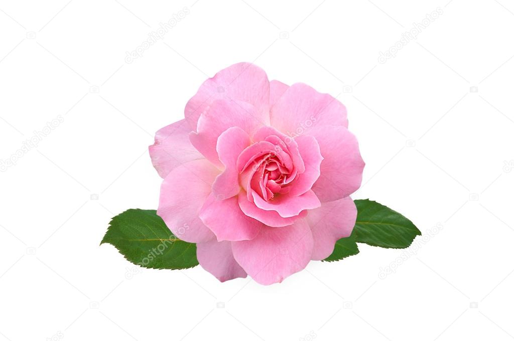 粉红玫瑰花 白色背景隔离 图库照片 C Pukach12 粉红玫瑰花 白色背景隔离 图库照片 C Pukach12