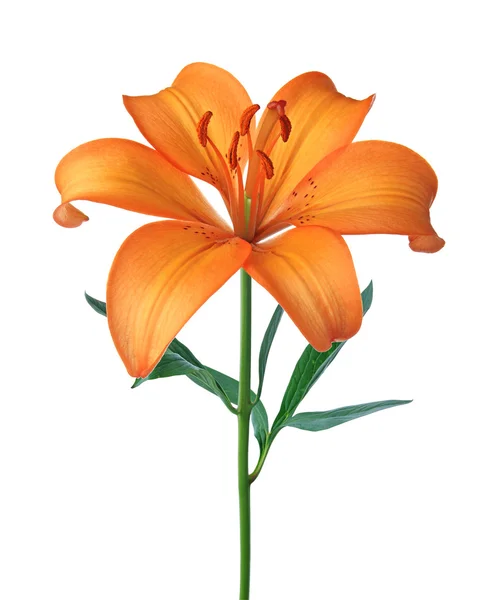 beautiful orange lily, isolated on white