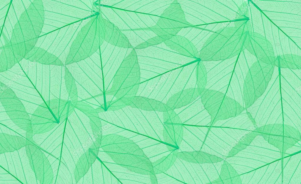 Decorative green skeleton leaves background Stock Photo by ©pukach2012