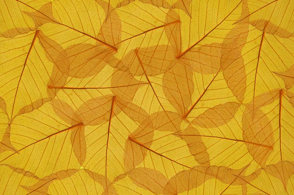 backdrop of colorful floral yellow leaves