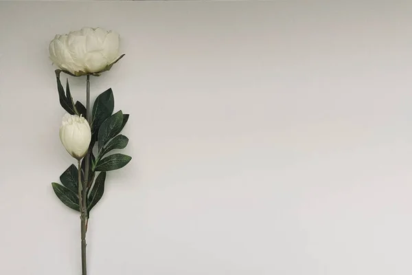 Fondo Blanco Con Flores Grimm Beauty —  Fotos de Stock