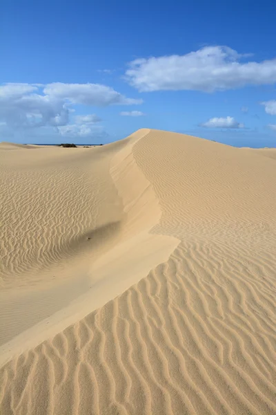 Dunas de arena de Maspalomas —  Fotos de Stock