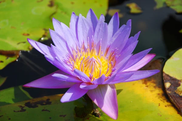 Lotus çiçeği.