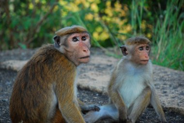 Monkey in jungle of Sri Lanka