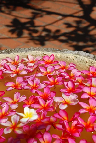 Plumeria çiçek aranjmanı